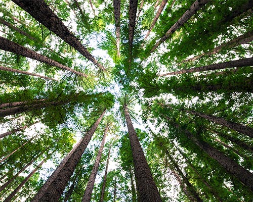 solarbotanic-trees-listing-small